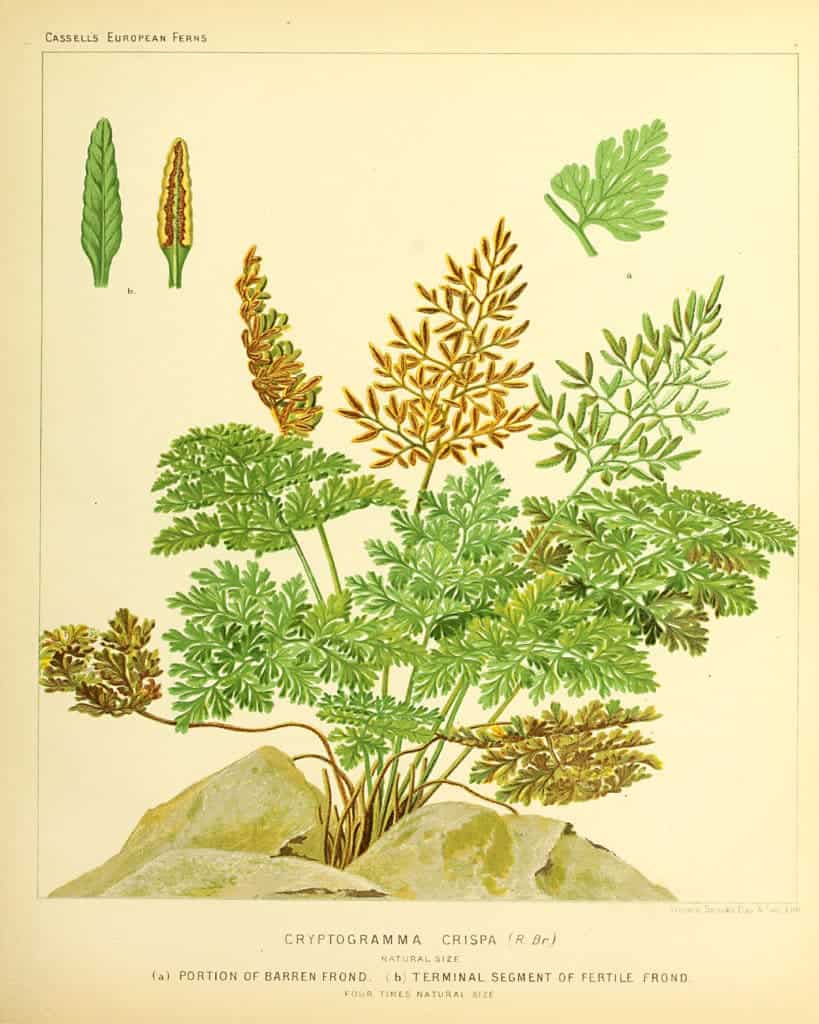 Botanical Fern