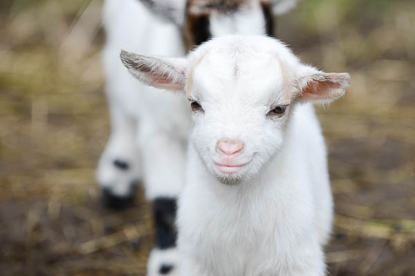 Bottle Feeding Baby Goats: What You Need to Know • Maria Louise Design