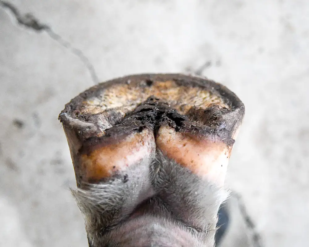 a horses hoof off the ground, looking down at the heels