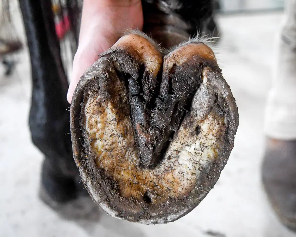 a person holding a horses foot up that has thrush and a recent abscess