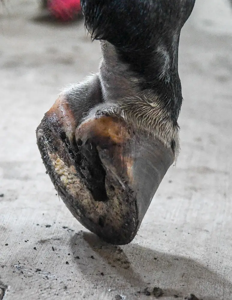 horses hoof resting on its to